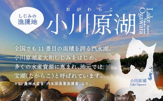 【 6ヵ月定期便 】砂抜き済みで手間いらず！冷凍・小川原湖産大和しじみ1kg（250g×4袋）　【02408-0090】