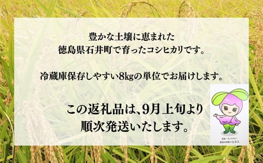 102-1002　先行予約【6回定期便】石井町産コシヒカリ8kg×6カ月（奇数月） ※2024年9月上旬以降に順次発送予定 ※離島への配送不可◇