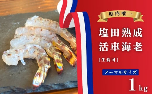 【大崎上島産】塩田育ちの活車海老 ノーマルサイズ約1kg（生食）