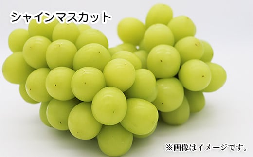 [No.5657-3858]人気葡萄2種セット！シャインマスカット＆クイーンルージュ®約1.2kg（約2～3房）《信州グルメ市場》■2025年発送■※9月上旬頃～10月中旬頃まで順次発送予定