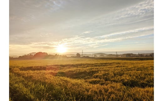 信濃町は冷涼な気候から、昔は米作りに不向きな地域とされてきましたが、近年は良質なお米が安定的に栽培できるようになってきました。