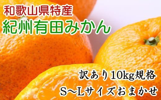 [訳あり規格]和歌山有田みかん10kg（S～Lサイズおまかせ）※2024年11月中旬～1月中旬頃順次発送（お届け日指定不可）【tec830】