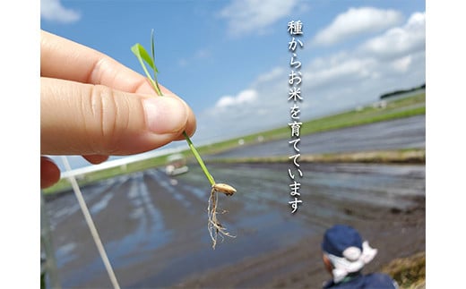 ご贈答・最高峰ブレンド 8kg（2kg×4箱）（化粧箱入り・稲穂添え） F3S-2041