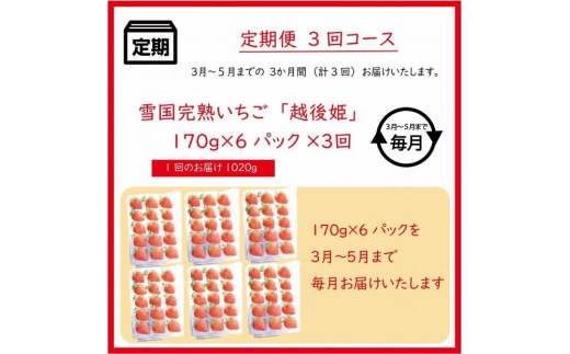 定期便 3回【3～5月発送】雪国完熟いちご越後姫 170g×6全3回 定期配送 越後姫 いちご 定期便 完熟 苺 新潟