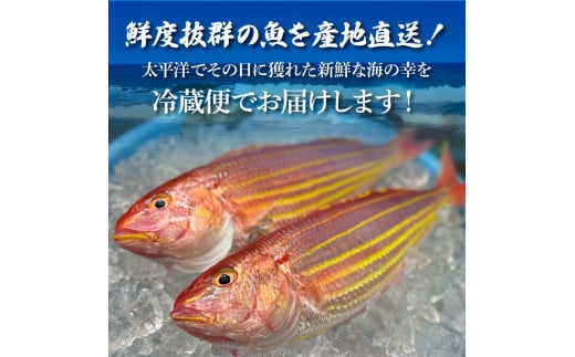 ～四国一小さなまち～ 土佐の朝どれ「旬」地魚詰め合わせ（2～3人前）朝獲れ 旬 鮮魚 魚 魚介 海鮮 海の幸 さかな 鮮度 セット おまかせ お任せ ウロコ・内臓・エラ処理済み