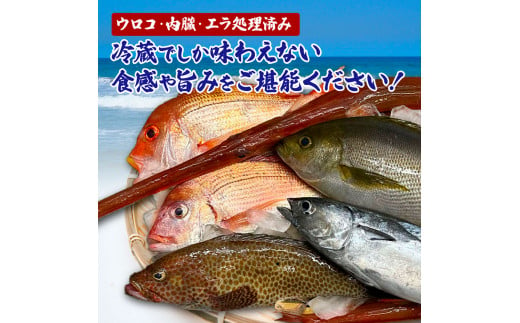 ～四国一小さなまち～ 土佐の朝どれ「旬」地魚詰め合わせ（2～3人前）朝獲れ 旬 鮮魚 魚 魚介 海鮮 海の幸 さかな 鮮度 セット おまかせ お任せ ウロコ・内臓・エラ処理済み