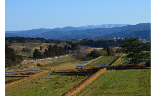 ９３１．【6回定期便】令和6年産こしひかり（精米）　10kg×6回     離島不可（北海道、沖縄本島は配送可能） ※お申し込みから14日以内に発送