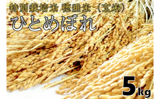 米　玄米　特別栽培米　穂垂米　「ひとめぼれ」　5kg　【令和5年産】