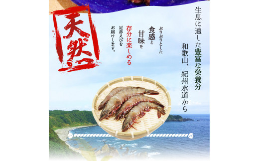 紀州和歌山産天然足赤えび540g（270g×2パック）化粧箱入 ※2024年11月上旬頃〜2025年2月上旬頃順次発送予定（お届け日指定不可）／海老 エビ えび クマエビ 足赤 天然 おかず【uot772A】