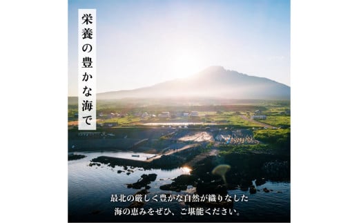 利尻島産　いくら醤油漬け 500g