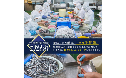 鹿児島県産！あくねキビナゴづくしBセット(3種)一夜干し、刺身、漁師漬けをセットに冷凍でお届け！魚介類 海鮮 海の幸 きびなご キビナゴ 刺し身 さしみ 一夜干し 漁師漬け【マルホせいうん水産】a-14-8-z