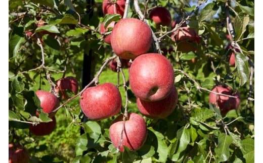 先行受付 令和8年産 有機肥料栽培 りんご ふじ5kg ｜伊那 りんご ふじ フルーツ 果物 甘い 農園 林檎 ふるさと納税 長野県【011-05】