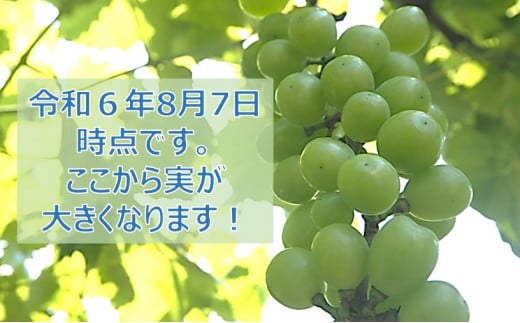 【010-83】信州高遠産　種なし　シャインマスカット　２房　約１kg