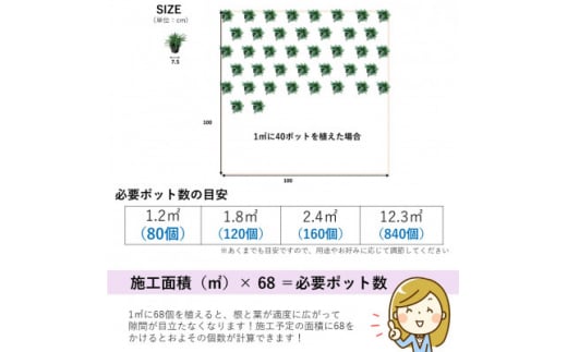 タマリュウ120個ポット＜三重県産＞タマリュウ専門店【1278380】