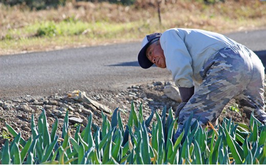 別名“殿様ねぎ” 大澤農園の下仁田葱（LL 14本） とろける 甘い ねぎ ネギ 王様ねぎ 殿様ねぎ 特産 栄養たっぷり ブランド 上州ねぎ すきやき F21K-021