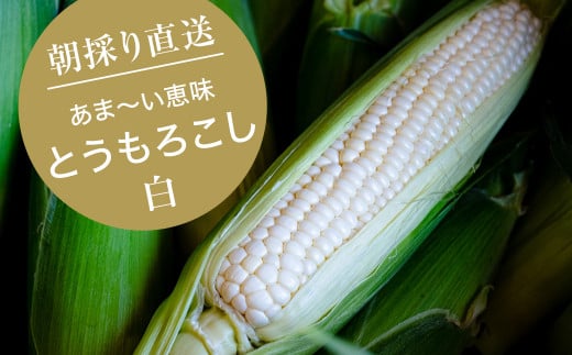 ＜7月上旬より順次発送＞＜数量限定＞糖度18度の朝採りとうもろこし「恵味」《白》8本【1410939】