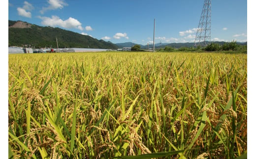 73-11 《令和6年産》新嘗祭皇室献上農家が作った高知県産「よさ恋美人(白米)」10kg