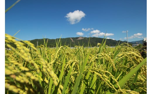 73-11 《令和6年産》新嘗祭皇室献上農家が作った高知県産「よさ恋美人(白米)」10kg