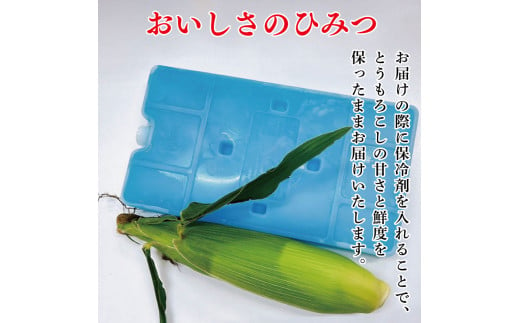 とうもろこし 米 セット ゴールドラッシュ 5本 約 2kg コメ 2合 お米 アキサカリ ごはん 先行予約 えがおセット トウモロコシ コーン スイートコーン 甘い とうもろこしご飯 レシピ付き 期間限定 夏 旬 野菜 鍋 炒め物 煮物 スープ 弁当 惣菜 おかず 健康 新鮮 国産 送料無料 吉野川市 徳島県