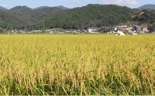 【令和6年産】新米 減農薬 米 特別栽培米 10kg コウノトリ育むお米 但馬産 こしひかり 兵庫県産(5kg×2袋)（94-004）減農薬 お米 10キロ 精米 白米 コウノトリ米 コシヒカリ 新米 コメ こめ ご飯 ライス 減農薬米