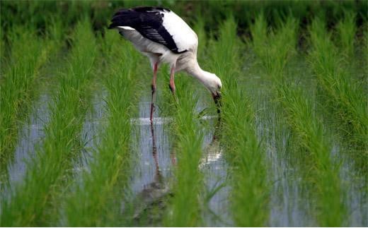 【令和6年産】新米 減農薬 米 特別栽培米 10kg コウノトリ育むお米 但馬産 こしひかり 兵庫県産(5kg×2袋)（94-004）減農薬 お米 10キロ 精米 白米 コウノトリ米 コシヒカリ 新米 コメ こめ ご飯 ライス 減農薬米