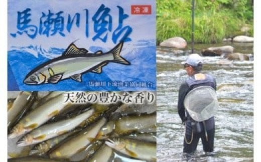 予約受付【期間限定】（発送時期：2025年7月中旬～9月頃まで）清流が育む天然の馬瀬川鮎　８尾（１尾あたり重さ50g～80g以上 (混)  大・中・小セット）  冷凍 鮎 アユ あゆ 