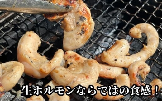 【特製たれ付き】味付け牛・豚ホルモン食べ比べセット1.5kg【豚テッポウ600g/豚ホルモン600g/牛ホルモン300g】