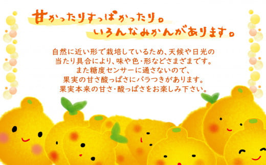 【先行予約】【訳あり】ご家庭用 不知火 5kg | 熊本県 熊本 くまもと 和水町 なごみ 柑橘 柑橘類 訳あり 果物 フルーツ 季節の果物