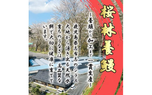 桜林養鰻のうなぎ蒲焼 計200g以上(100g以上×2尾) a3-195