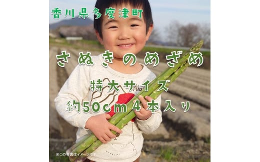 【多度津町産】さぬきのめざめ（特大サイズ約50cm）4本入り【令和7年2月下旬頃より発送】【L-34】