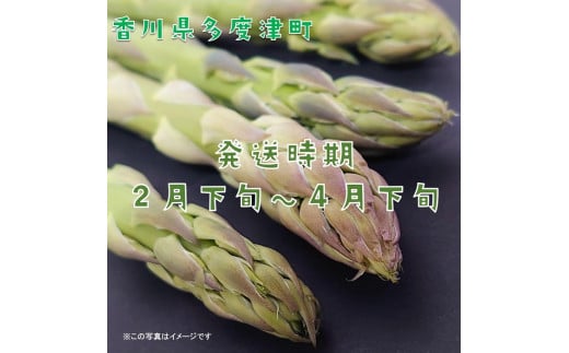 【多度津町産】さぬきのめざめ（特大サイズ約50cm）4本入り【令和7年2月下旬頃より発送】【L-34】