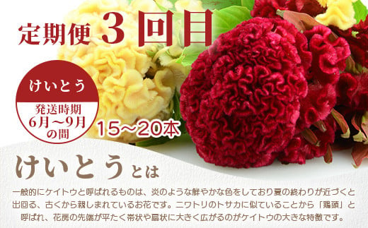 【お花の定期便】3回配送 那賀町産 けいとう・アリウムコワニー・しゃくやく【相生の花】生花 お花 花束 生け花 華道 ケイトウ 芍薬【生産者直送】プレゼント 贈り物 フラワーアレンジメント インテリア ドライフラワー 切り花 切花 定期 頒布会 3ヶ月 MN-4