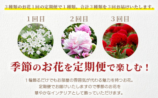 【お花の定期便】3回配送 那賀町産 けいとう・アリウムコワニー・しゃくやく【相生の花】生花 お花 花束 生け花 華道 ケイトウ 芍薬【生産者直送】プレゼント 贈り物 フラワーアレンジメント インテリア ドライフラワー 切り花 切花 定期 頒布会 3ヶ月 MN-4