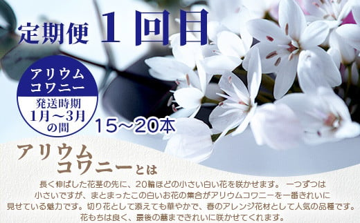 【お花の定期便】3回配送 那賀町産 けいとう・アリウムコワニー・しゃくやく【相生の花】生花 お花 花束 生け花 華道 ケイトウ 芍薬【生産者直送】プレゼント 贈り物 フラワーアレンジメント インテリア ドライフラワー 切り花 切花 定期 頒布会 3ヶ月 MN-4