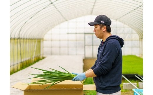 生産農家直送　京野菜・九条ねぎ  1kg 〈ねぎ ネギ 葱 九条ねぎ 京野菜 京都 新鮮 甘い 農家直送 野菜〉S1101