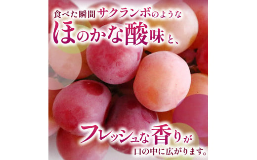 シャインマスカット＆クイーンルージュ® 長野県産 各1房 2房入り 約1kg ぶどう｜果物 フルーツ ぶどう 葡萄 ブドウ 白ぶどう マスカット シャイン マスカット 赤ぶどう マスカット クイーンルージュ®  希少 品種  種無し 種なし 皮ごと 詰め合わせ  信州 特産品 千曲市 長野県 食べ比べ セット