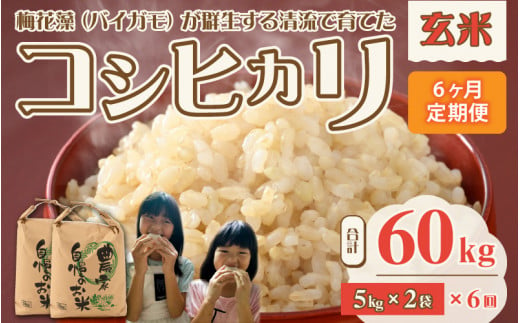 【先行予約】令和6年産 梅花藻が群生する清流で育てたコシヒカリ（玄米 5kg ×2袋）6か月定期便 計60kg ※2024年9月下旬以降順次発送予定 [F-040004]