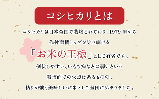 【6ヶ月定期便】ミネラル栽培コシヒカリ滝桜米 計30kg 【5kg×6袋 ご飯 ごはん 米 こめ お米 弁当 白米 国産米 銘柄米 ブランド米 おにぎり 国産 全6回 お届け】　【07521-0078】