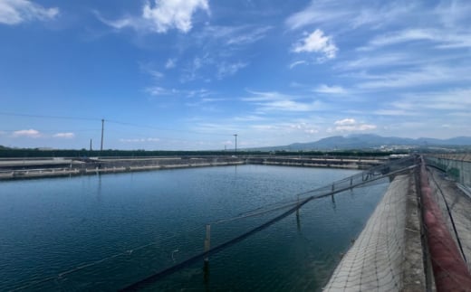 良質コラーゲン 免疫力向上の健康食 極上スッポン鍋セット 長崎県/ダイニング味遊 [42ACAG109]