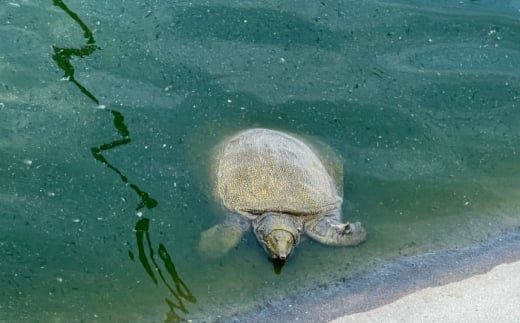 良質コラーゲン 免疫力向上の健康食 極上スッポン鍋セット 長崎県/ダイニング味遊 [42ACAG109]