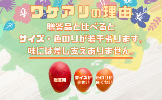 訳あり 完熟 アップルマンゴー 2L 350g～460g 2玉 マンゴー 果物 デザート 品評会連続入賞 2025年 発送 ますみ農園