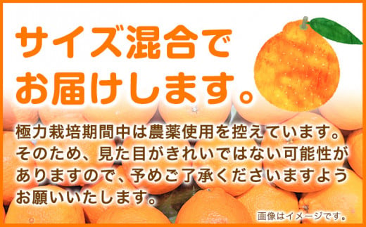 厳選 不知火 【 デコポン と 同品種 】 3kg+90g(傷み補償分) 池田鹿蔵農園 @日高町 《2月上旬-3月末頃出荷》和歌山県 日高町 送料無料 しらぬい でこぽん 濃厚 厳選 みかん 厳選 デコポン 秀品 不知火 柑橘  