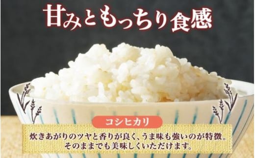 令和6年産 コシヒカリ 5分づき米 5kg×1袋 長野県産 米 お米 ごはん ライス 分つき米 農家直送 産直 信州 人気 ギフト お取り寄せ 平林農園 送料無料 長野県 大町市