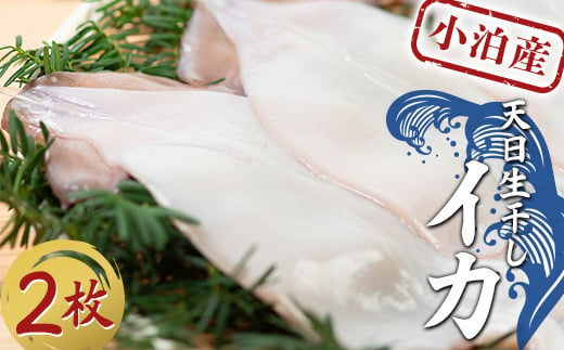 小泊産 天日生干しイカ 2枚 【徐福の里物産品直売所】 イカ 烏賊 海鮮 BBQ 生干し チルド 冷凍 F6N-134