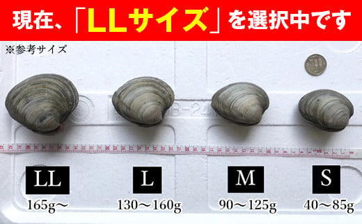 漁師直送！活ホンビノス貝1.5kg（LLサイズ）