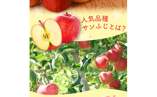 【2025年1月下旬発送】【訳あり】りんご 青森産 約5kg サンふじ