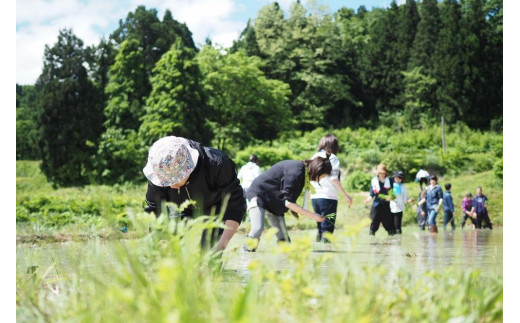 白米5kg【雪室熟成】令和5年度産 / 雪国棚田米（コシヒカリ）～栽培期間中農薬・化学肥料不使用～［里山ボタニカル］