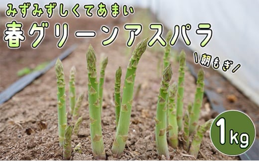 アスパラ 北海道 朝採り 春グリーンアスパラ 約1kg［ほりぐち農園］ ※2025年4月中旬出荷開始先行予約 野菜 アスパラガス グリーンアスパラ 旬 とれたて お取り寄せ 産地直送 生産者直送 