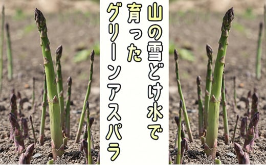 アスパラ 北海道 朝採り 春グリーンアスパラ 約1kg［ほりぐち農園］ ※2025年4月中旬出荷開始先行予約 野菜 アスパラガス グリーンアスパラ 旬 とれたて お取り寄せ 産地直送 生産者直送 