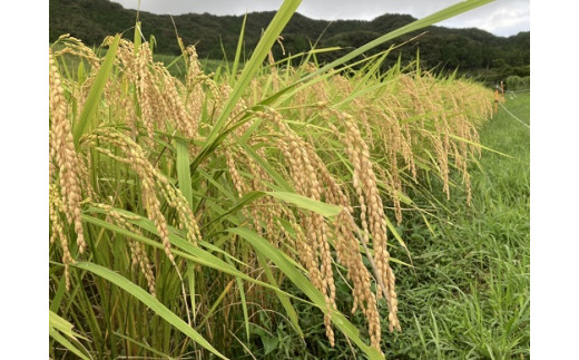 【令和６年☆新米】あそぼ米（こしひかり） 5㎏ 白米 減農薬栽培 熊野市